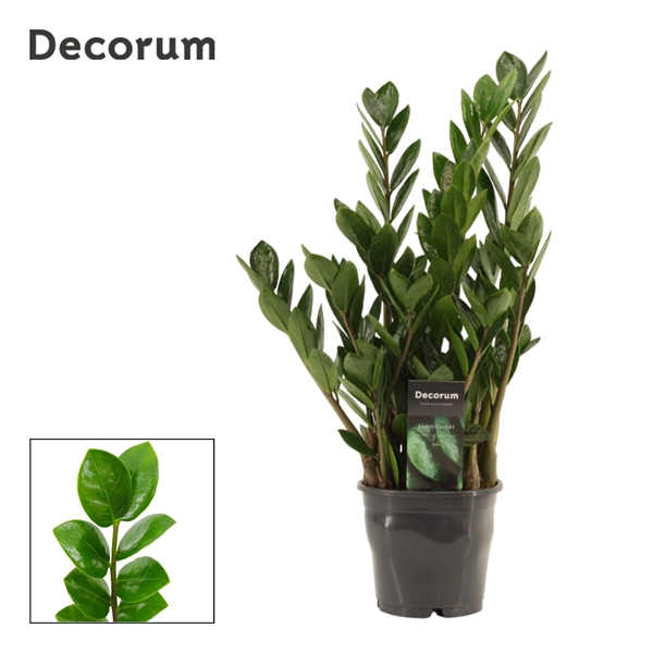 Zamioculcas Lima 5+