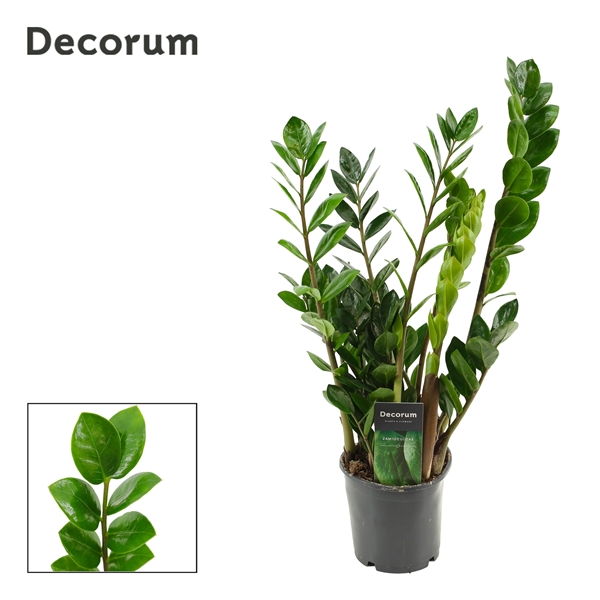 Zamioculcas Lima 5+