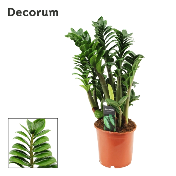 Zamioculcas Zenzi 4+