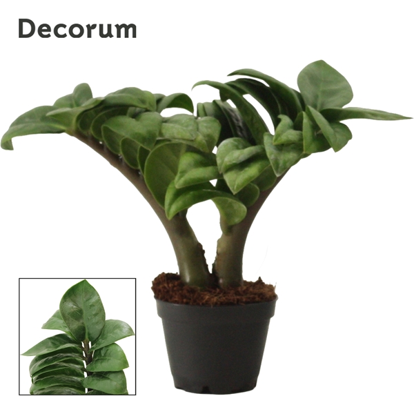 Zamioculcas Zenzi