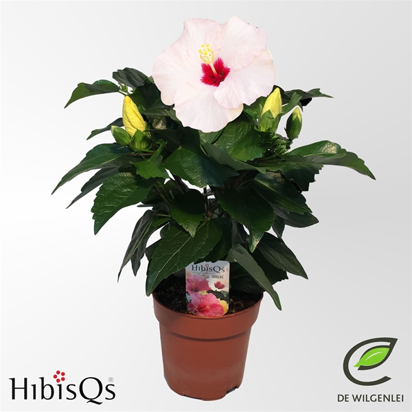 Hibiscus Adonicus Pearl Longlife