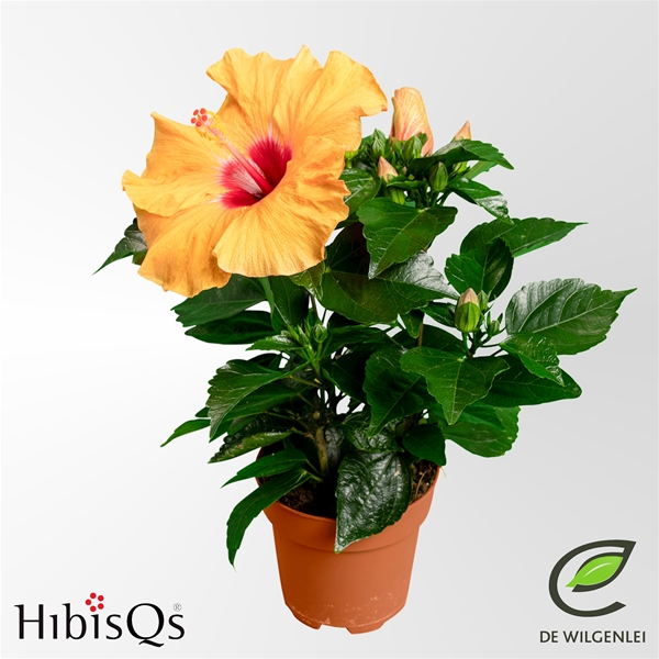 Hibiscus Adonicus Salmon Longlife