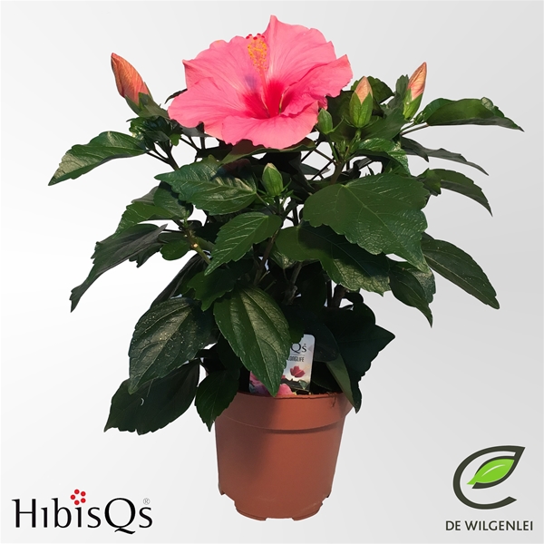 Hibiscus Adonicus Pink Longlife