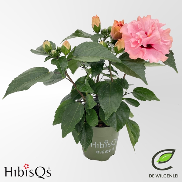Hibiscus Adonicus Double Rosa Longlife