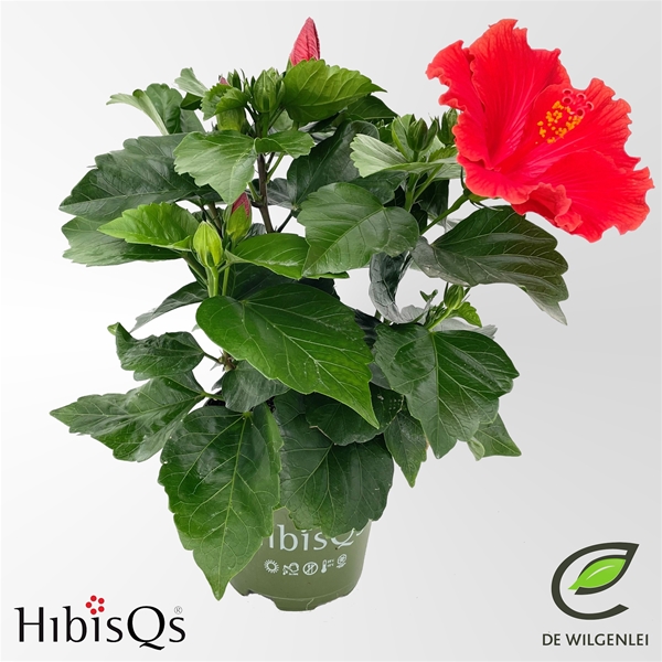Hibiscus Adonicus Rot Longlife