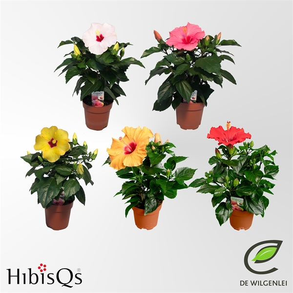 Hibiscus Adonicus Mixtray  Longlife