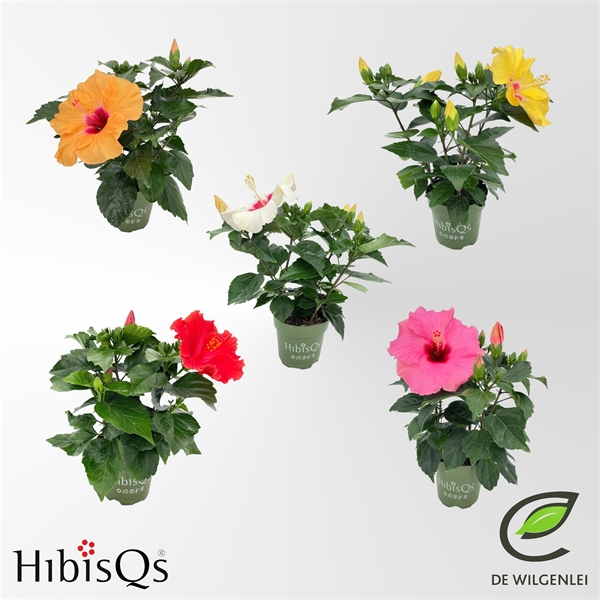Hibiscus Adonicus Mixtray  Longlife