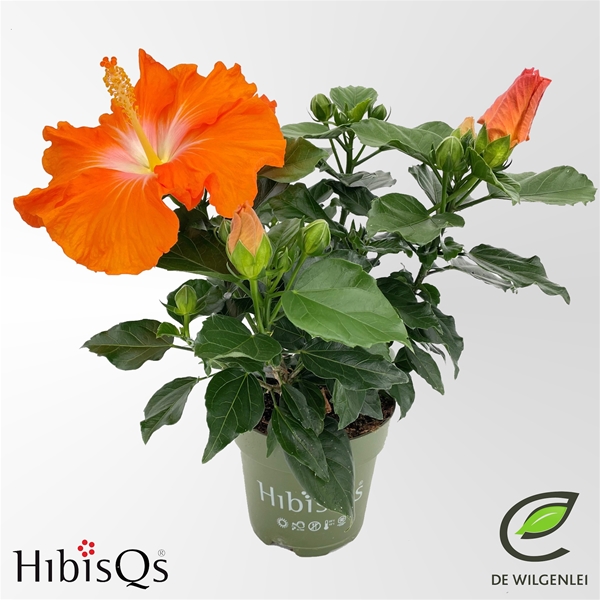 Hibiscus Rosa-Sinensis Pomona