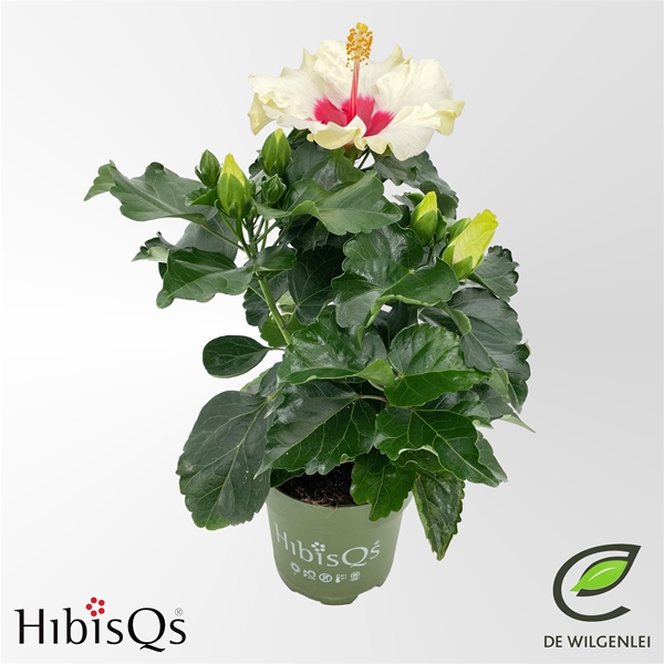 Hibiscus Adonicus Boreas White Longlife