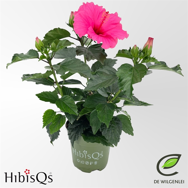 Hibiscus Adonicus Juno Longlife