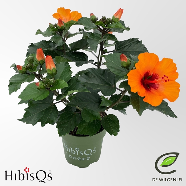 Hibiscus Petit Orange 