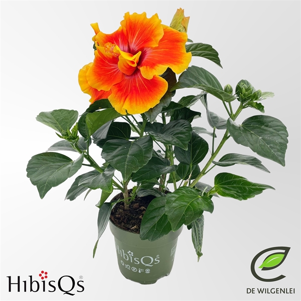 Hibiscus Rosa Sinensis Apollo Double