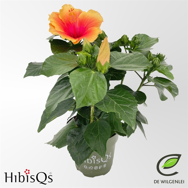 Hibiscus Rosa-Sinensis Apollo Sunrise