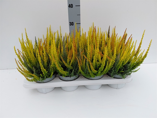 Calluna Skyline Trio