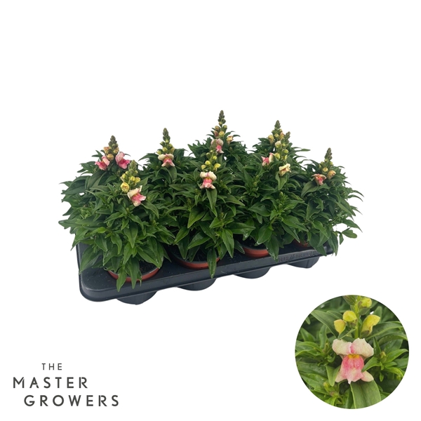 Antirrhinum Majus Bicolor Pink