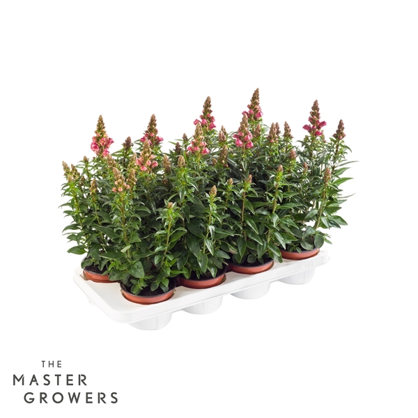 Antirrhinum Majus Orange