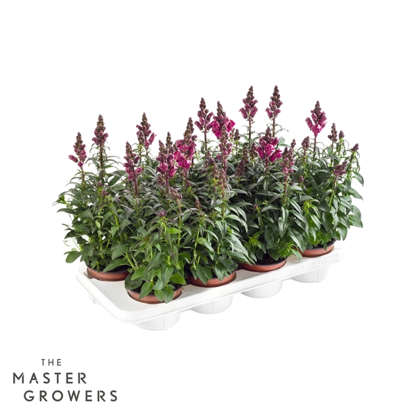 Antirrhinum Majus Rot