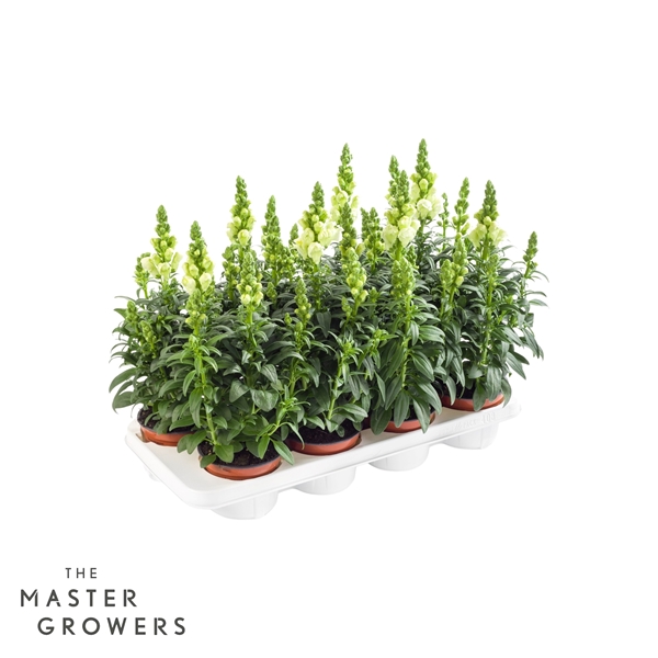 Antirrhinum Majus Weiss