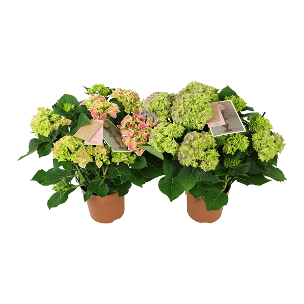 Hydrangea Zweifarbig Mix 9+