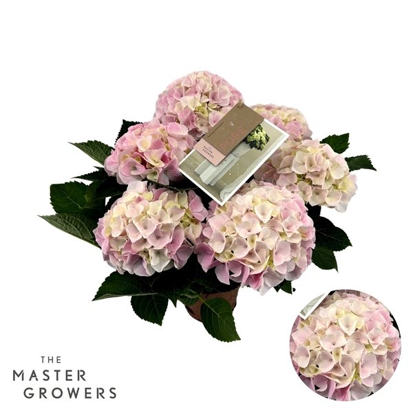 Hydrangea Hi Diamond Pink 5+