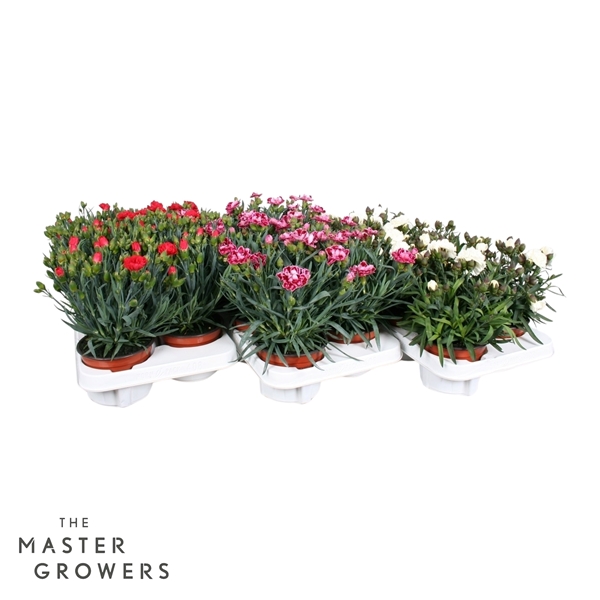 Dianthus Caryophyllus Mix cc