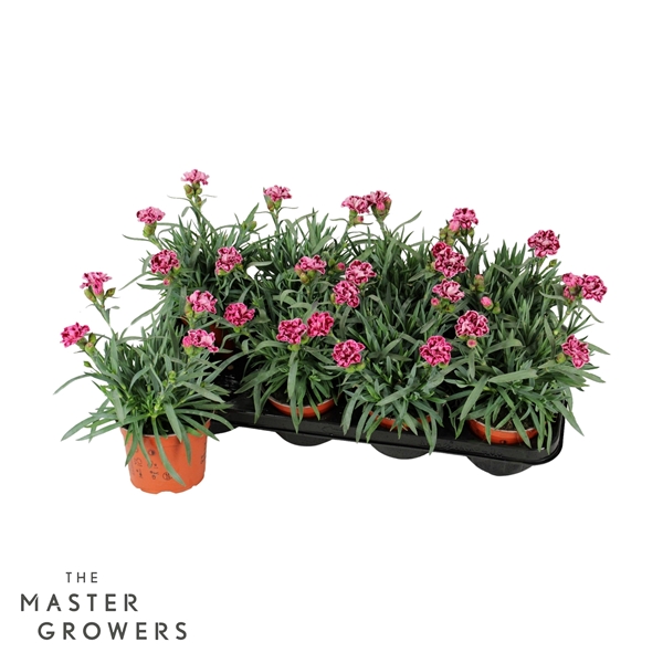 Dianthus Caryophyllus Diwali