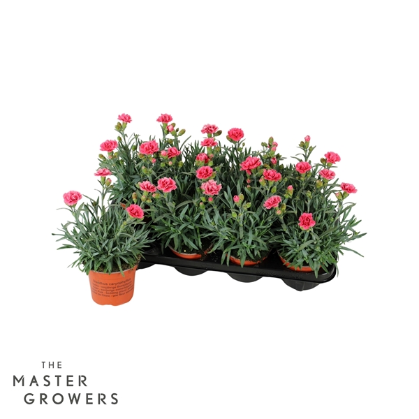 Dianthus Caryophyllus Elise