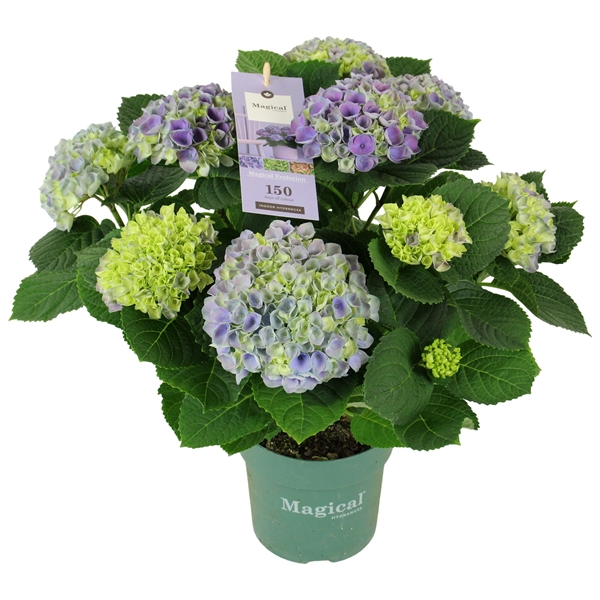 Hydrangea Magical Evolution Blau 9+