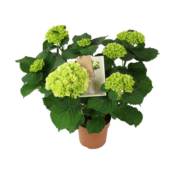 Hydrangea Hi Ice 7+