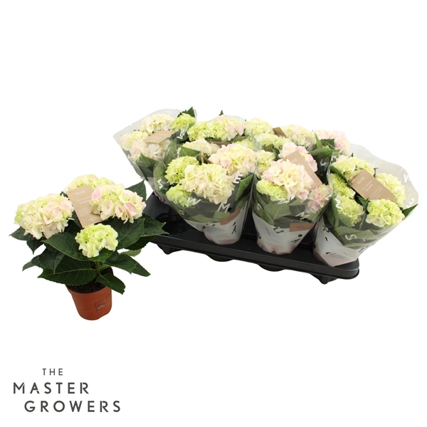Hydrangea Hi Diamond 3+ 