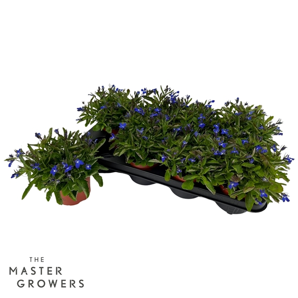 Lobelia Erinus Hot Blue