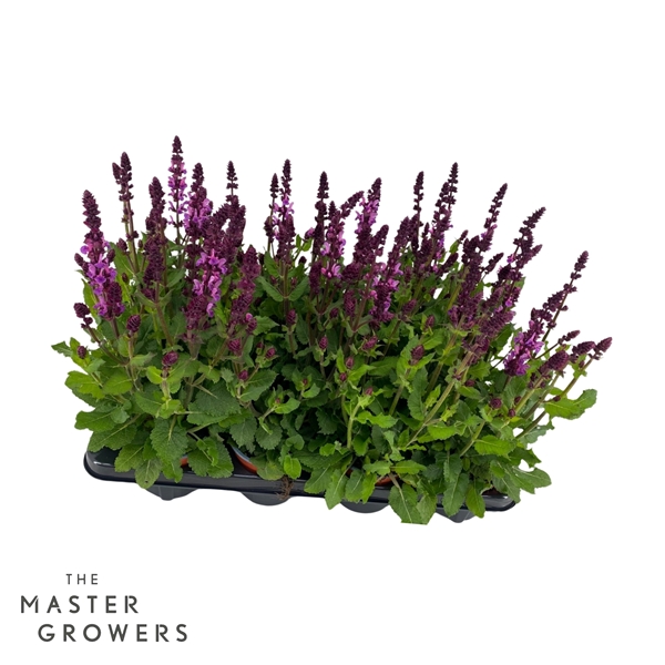 Salvia Marvel Pink
