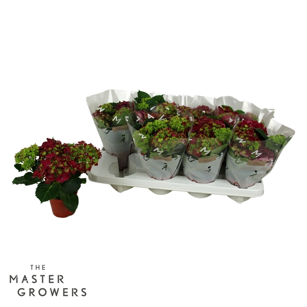 Hydrangea Macrophylla Rot 3+
