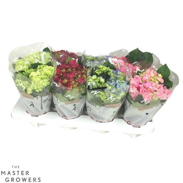 Hydrangea Macrophylla Mix 3+