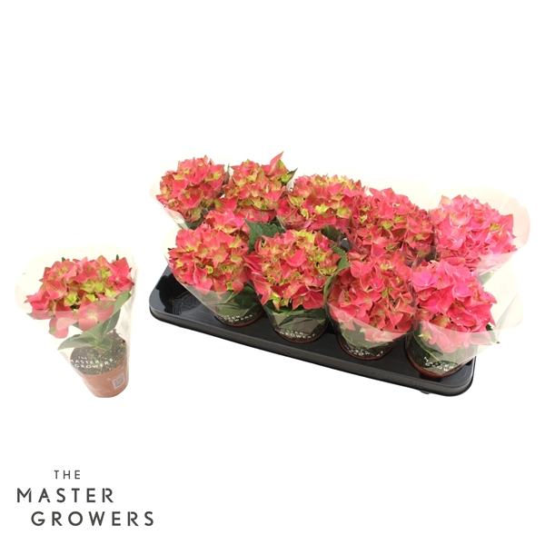Hydrangea Macrophylla 1-kop Pink