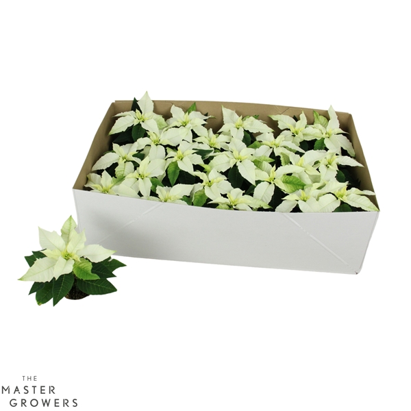 Euphorbia Princettia Pure White