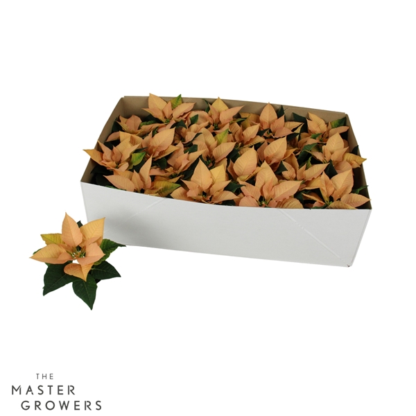 Euphorbia Poinsettia Autumn Leaves