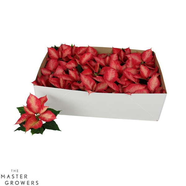 Euphorbia Poinsettia Ice Crystal
