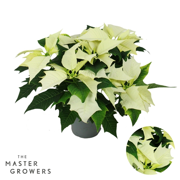 Euphorbia Poinsettia Alaska Weiss