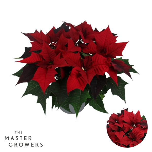 Euphorbia Poinsettia Kayla Red