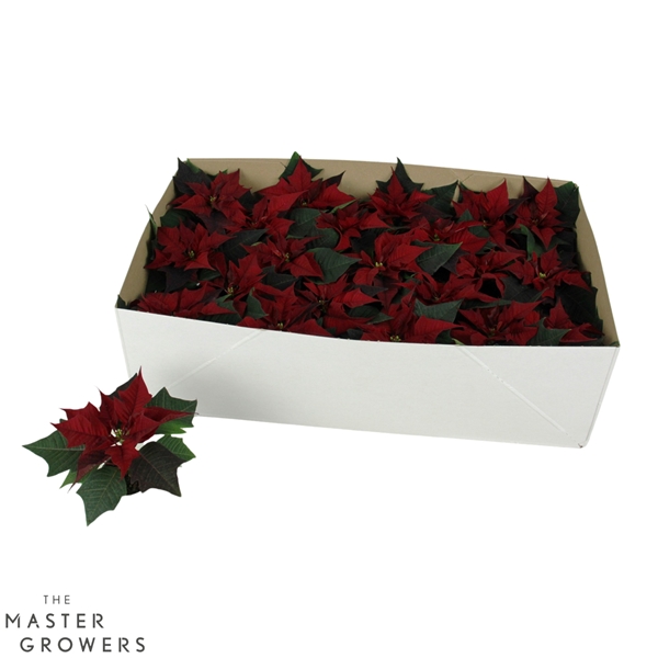 Euphorbia Poinsettia Kayla Red