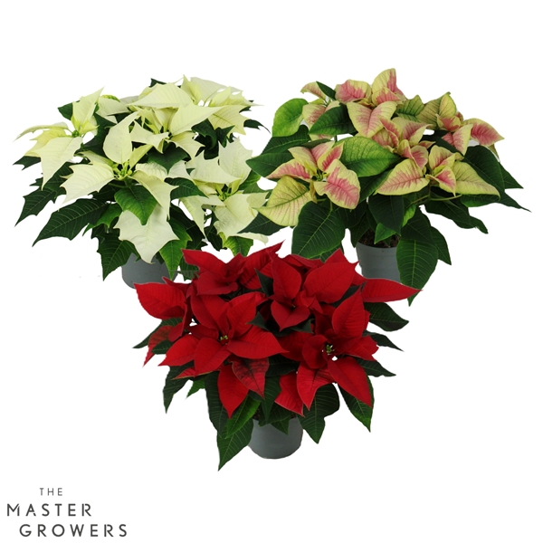 Euphorbia Poinsettia Mix