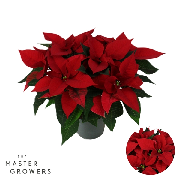 Euphrobia Poinsettia Christmas Universe Rot