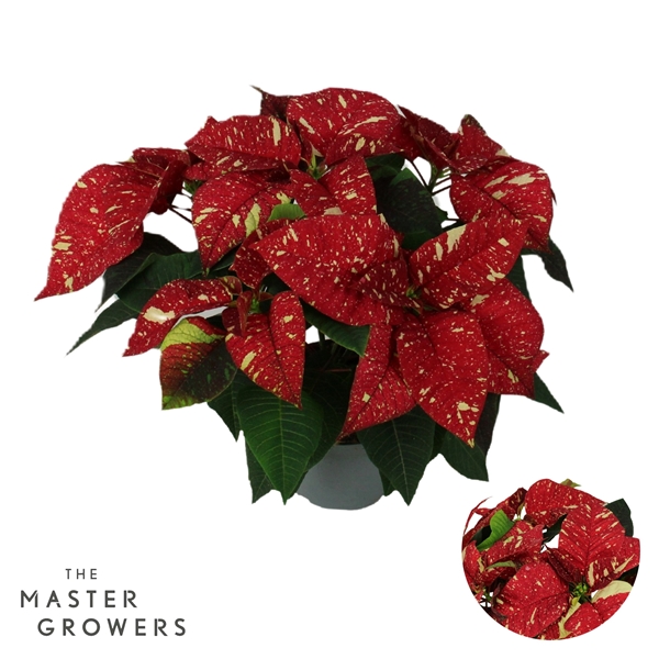 Euphorbia Poinsettia Superba New Glitter