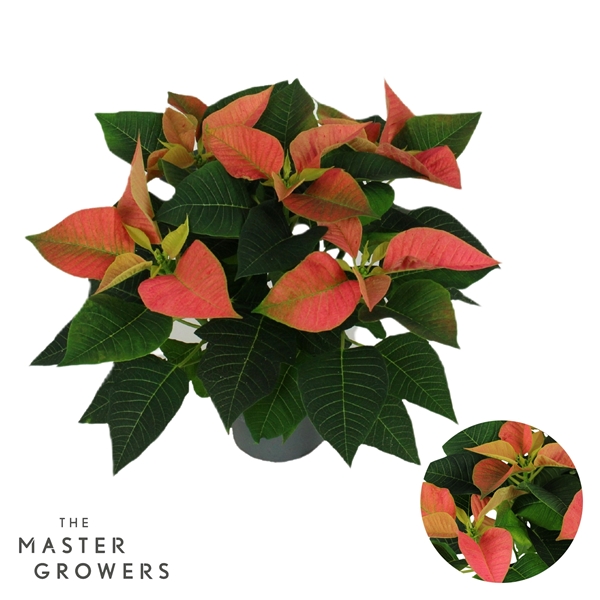 Euphorbia Poinsettia Viking Cinnamon