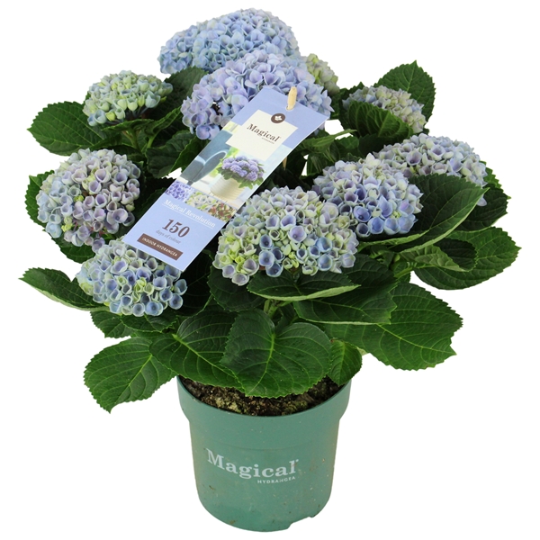 Hydrangea Magical Revolution Blau 9+