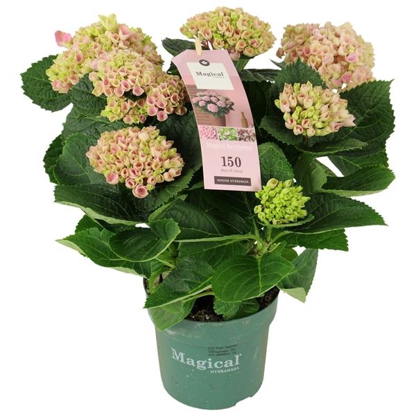 Hydrangea Magical Revolution Pink 9+