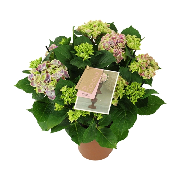 Hydrangea bicolor blue 5/6 flowers