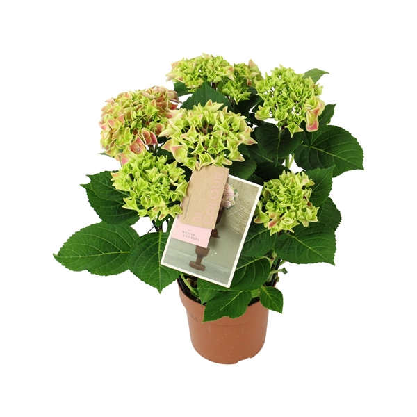 Hydrangea Zweifarbig Pink 5+
