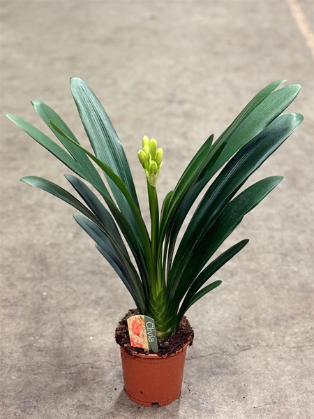 Clivia Miniata